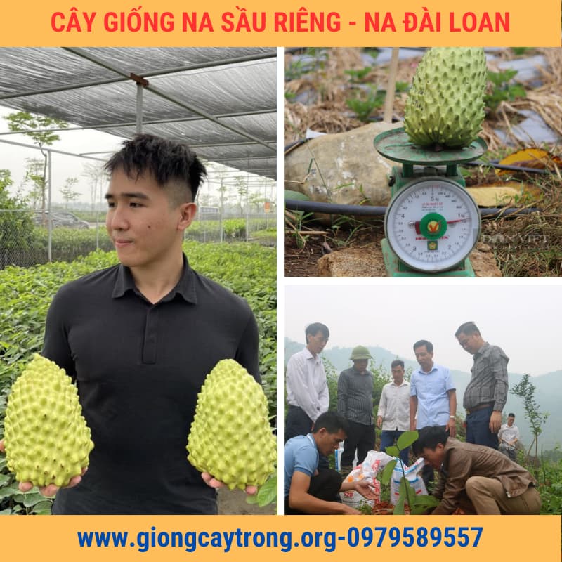 Cây Na Sầu Riêng Giống Na Ngoại Nhập- Nông Nghiệp Việt