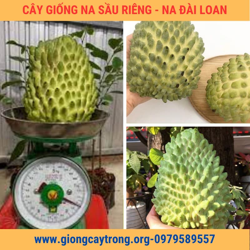 Cây Na Sầu Riêng Giống Na Ngoại Nhập- Nông Nghiệp Việt