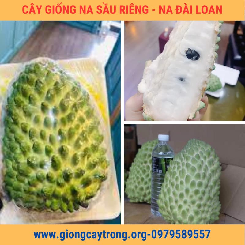 Cây Na Sầu Riêng Giống Na Ngoại Nhập- Nông Nghiệp Việt