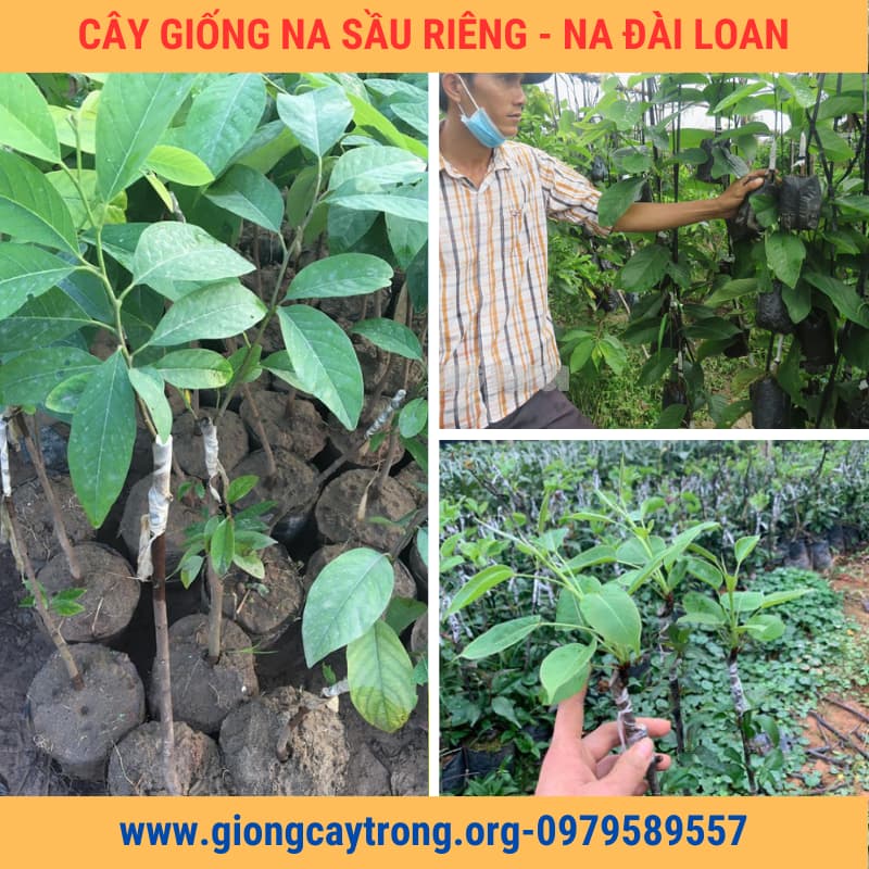 cây giống na sầu riêng Nông Nghiệp Việt (4)