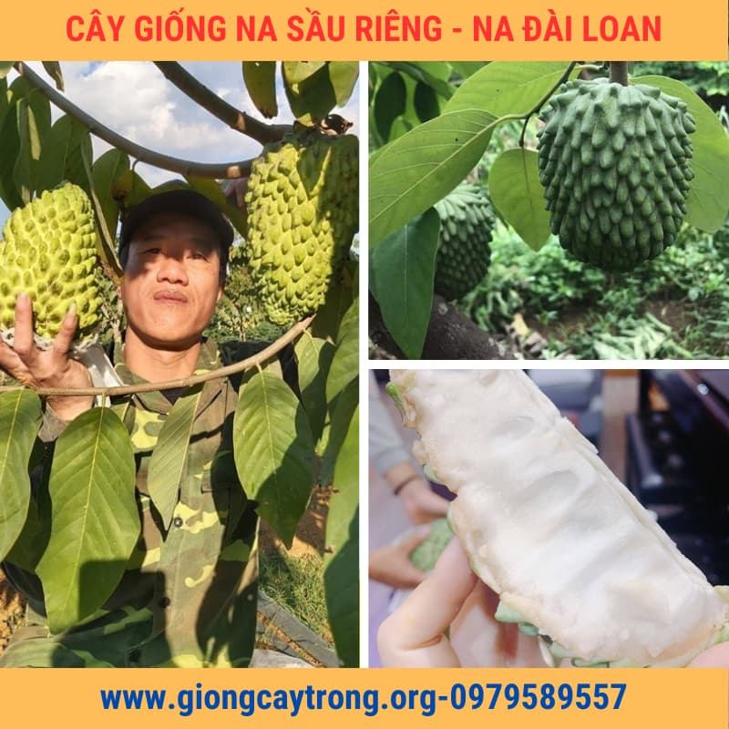 Cây Na Sầu Riêng Giống Na Ngoại Nhập- Nông Nghiệp Việt