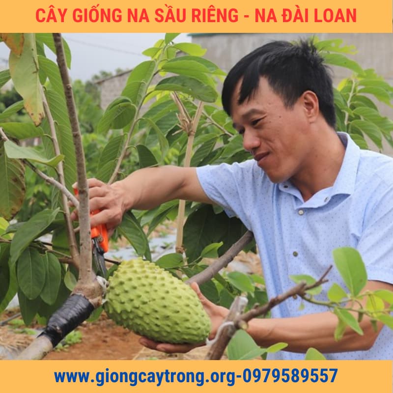 cây giống na sầu riêng   Nông Nghiệp Việt (6)