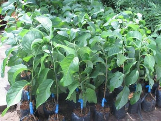 Cây Na Thái  Lan- Đặc điểm, cách trồng và địa điểm mua cây giống na thái chuẩn