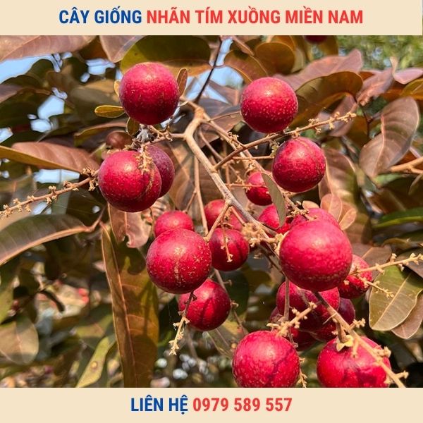 Cây giống nhãn tím ghép cao 50-60cm