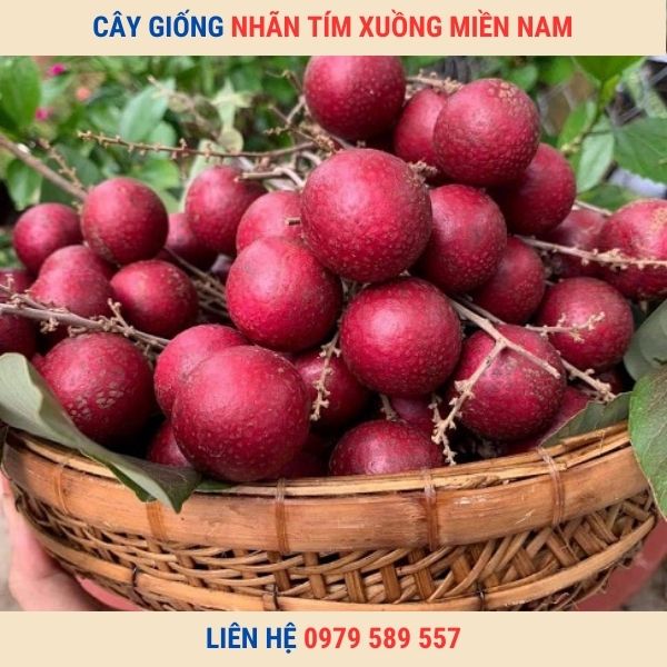 Cây giống nhãn tím ghép cao 50-60cm