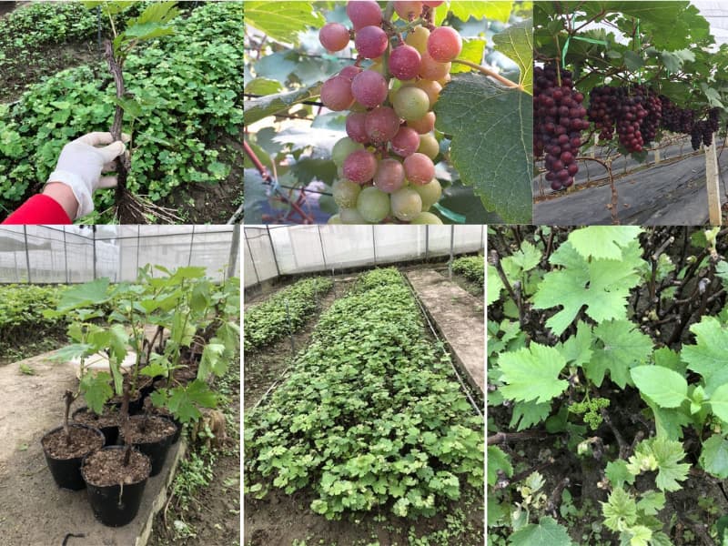 cây giống nho hạ đen (7)