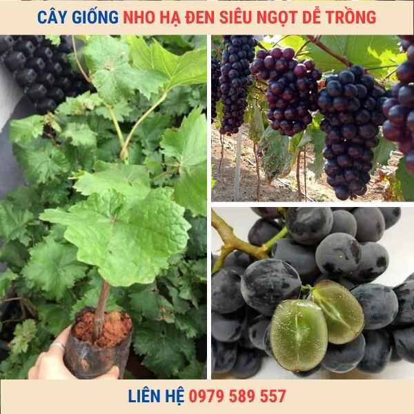 Cây giống nho Hạ Đen - Giống nho mới năng suất cao LH:0987884946