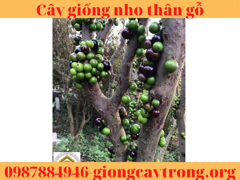 Cây giống nho thân gỗ cao 70-80cm