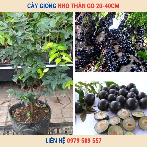 Cây giống nho thân gỗ  25-40cm