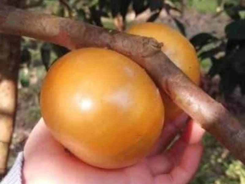 cay nho thân gỗ vàng