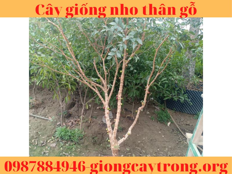 Cây giống nho thân gỗ cao 70-80cm