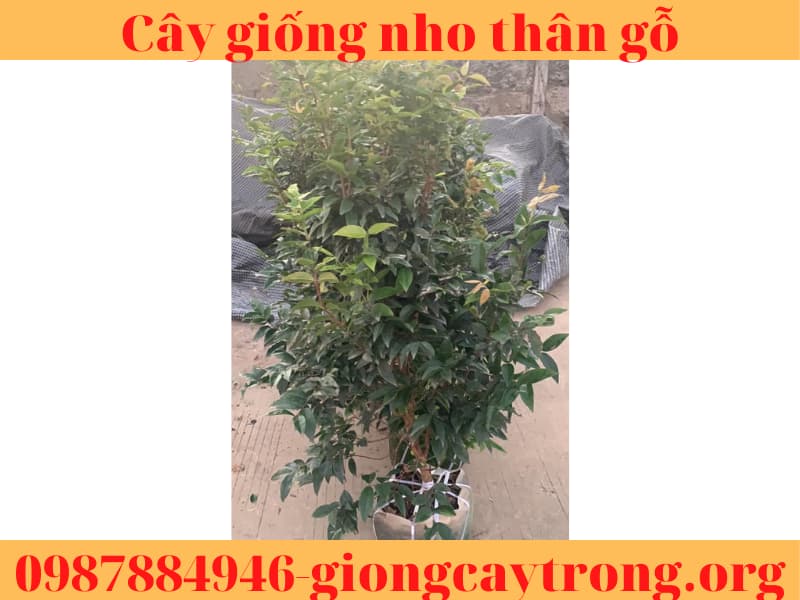 Cây giống nho thân gỗ  25-40cm