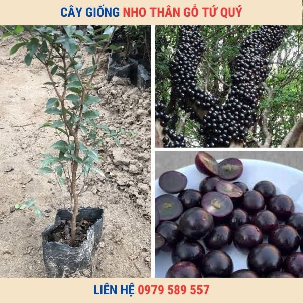 Cây giống nho thân gỗ cao 70-80cm