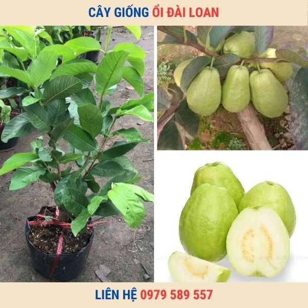 Cây giống ổi Đài Loan cây ghép - Hướng dẫn trồng và chăm sóc