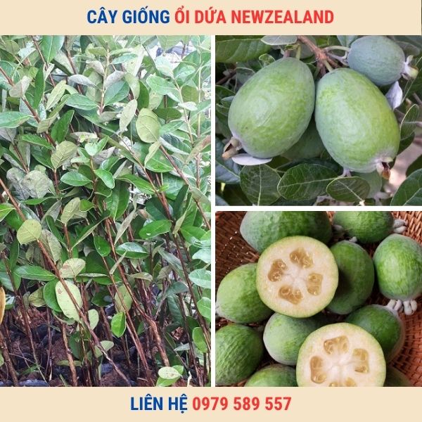Cây ổi dứa giống - HV Nông Nghiệp Việt Nam