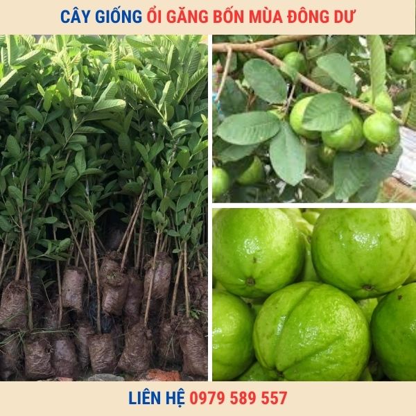 Cây Giống Ổi Tứ Quý-Ổi Bốn Mùa- Ổi Găng Đông Dư- Cây ghép 50-60cm