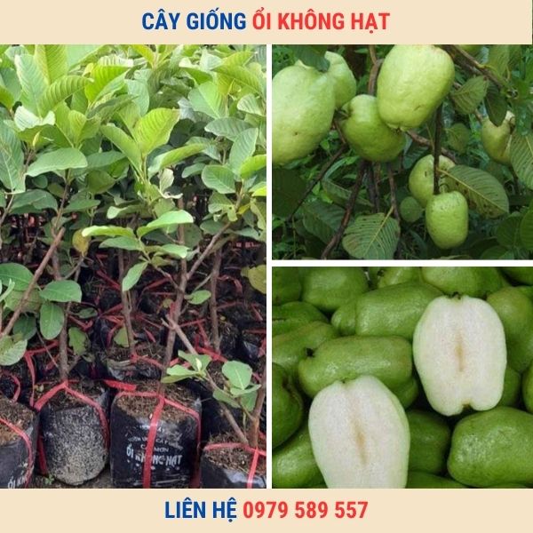 Cây Giống Ổi Không Hạt