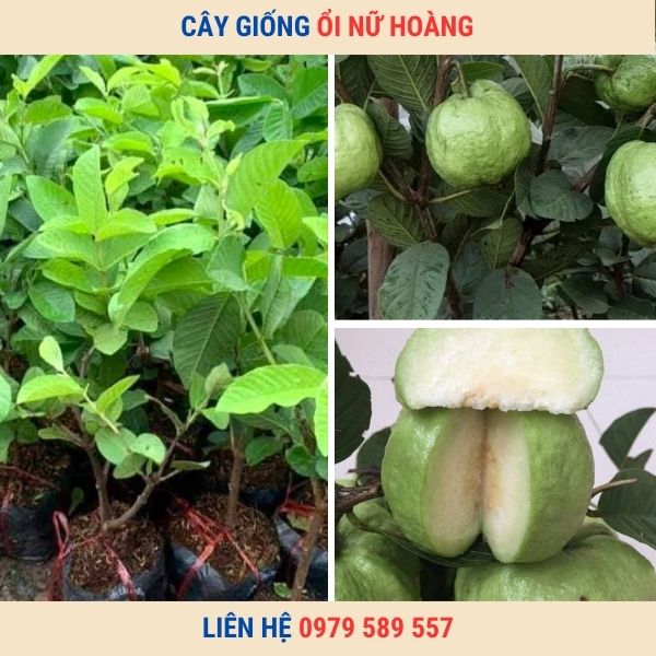 Cây Giống Ổi Nữ Hoàng: Đặc Sản Ngọt Ngào, Dễ Trồng, Năng Suất Cao