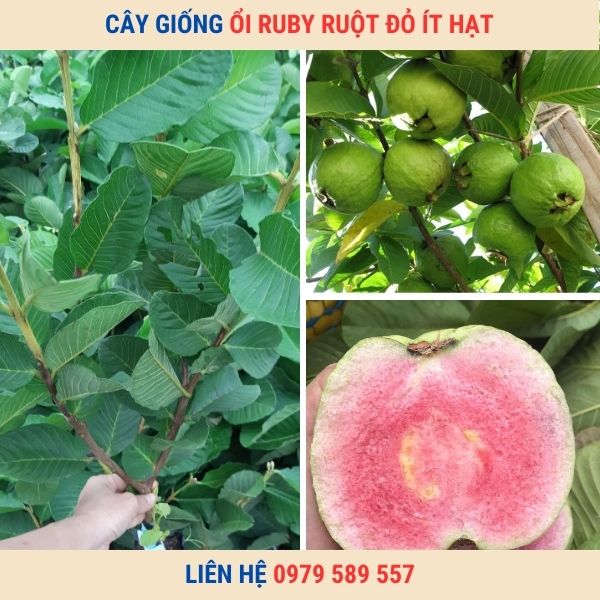 Giống Chuẩn Cây Giống Ổi RuBy Ruột Đỏ LH:0979589557