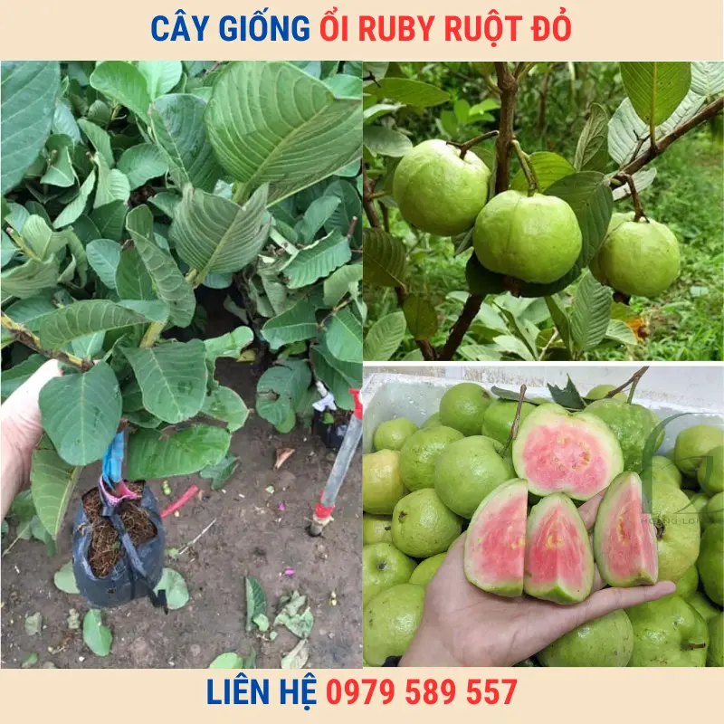 Cây giống ổi ruby ruột đỏ ít hạt và hướng dẫn trồng chi tiết