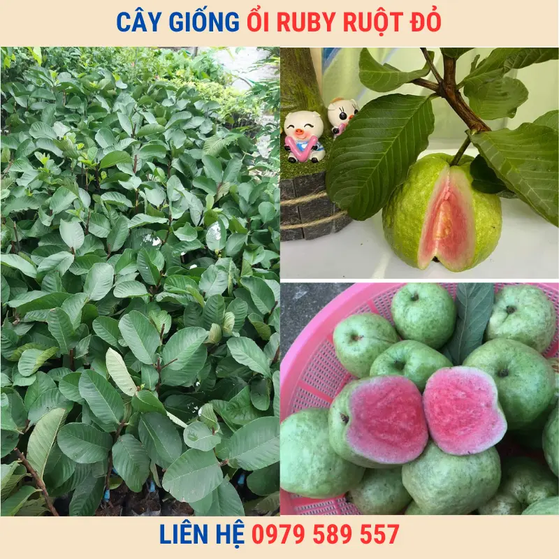 Cây giống ổi ruby ruột đỏ ít hạt và hướng dẫn trồng chi tiết