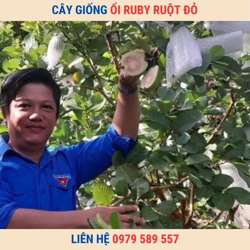 Cây giống ổi ruby ruột đỏ ít hạt và hướng dẫn trồng chi tiết