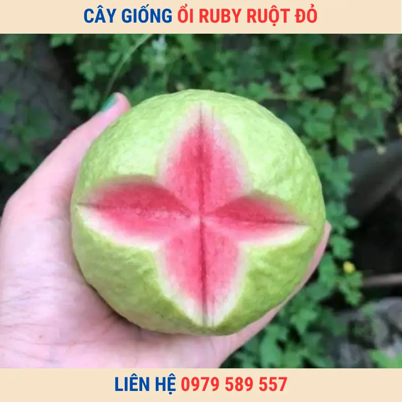 Cây giống ổi ruby ruột đỏ ít hạt và hướng dẫn trồng chi tiết