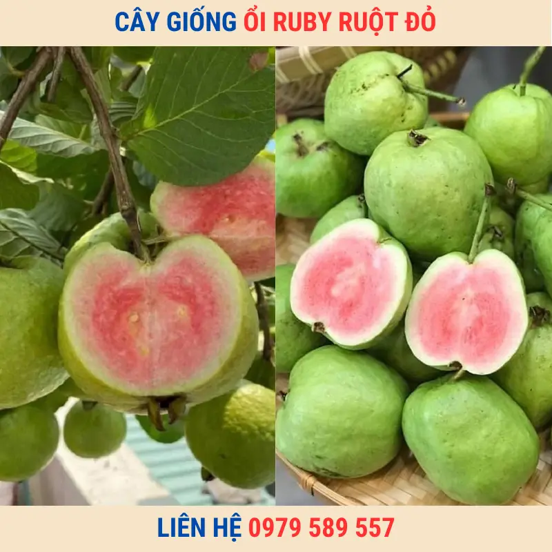 Cây giống ổi ruby ruột đỏ ít hạt và hướng dẫn trồng chi tiết