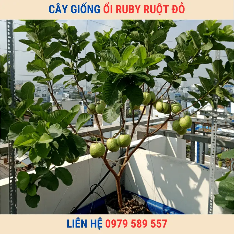 Ổi ruby