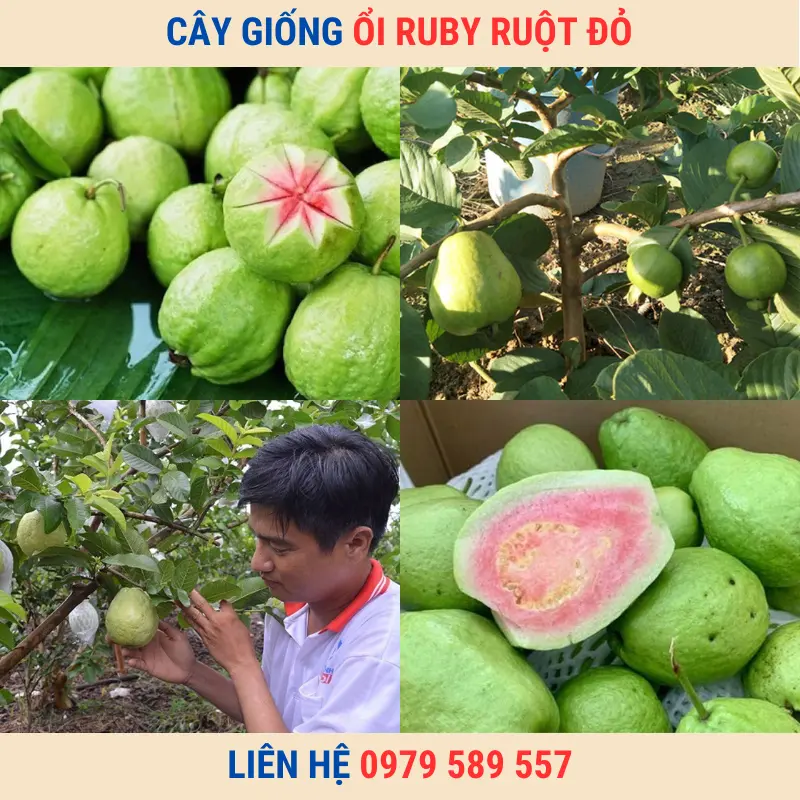 trồng ổi ruby