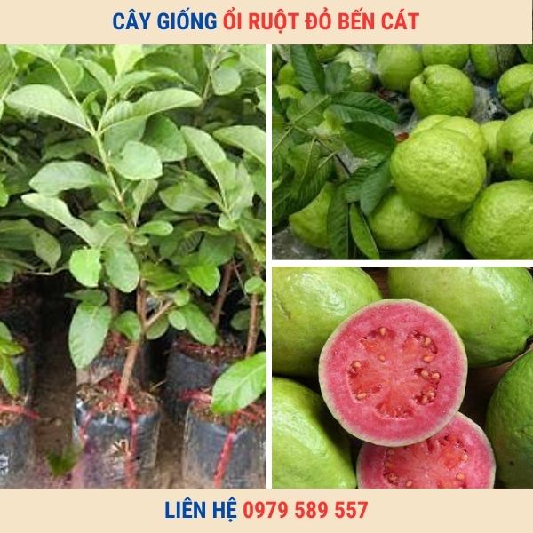 Giống Ổi Ruột Đỏ Bến Cát
