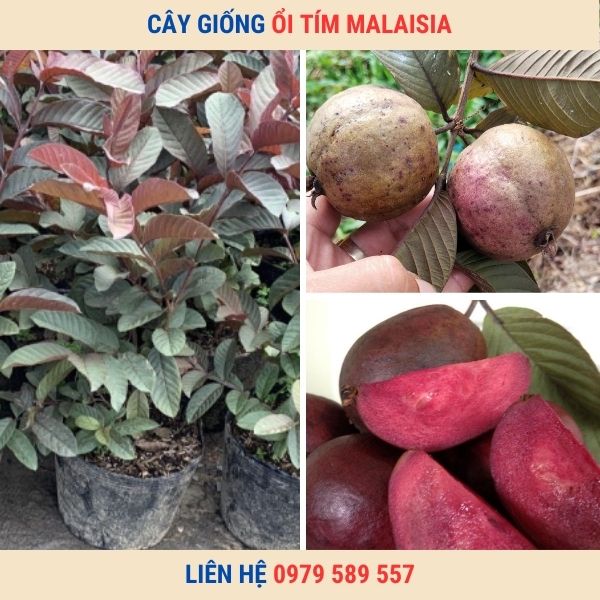 Giống cây ổi tím MaLaiSia- Cây giống Học viện Nông Nghiệp