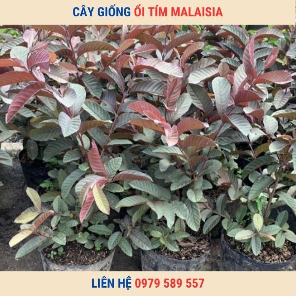 Giống cây ổi tím MaLaiSia- Cây giống Học viện Nông Nghiệp