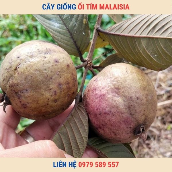 Giống cây ổi tím MaLaiSia- Cây giống Học viện Nông Nghiệp