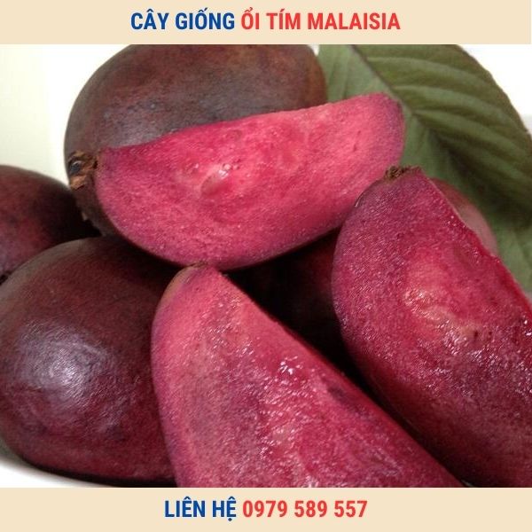 Giống cây ổi tím MaLaiSia- Cây giống Học viện Nông Nghiệp