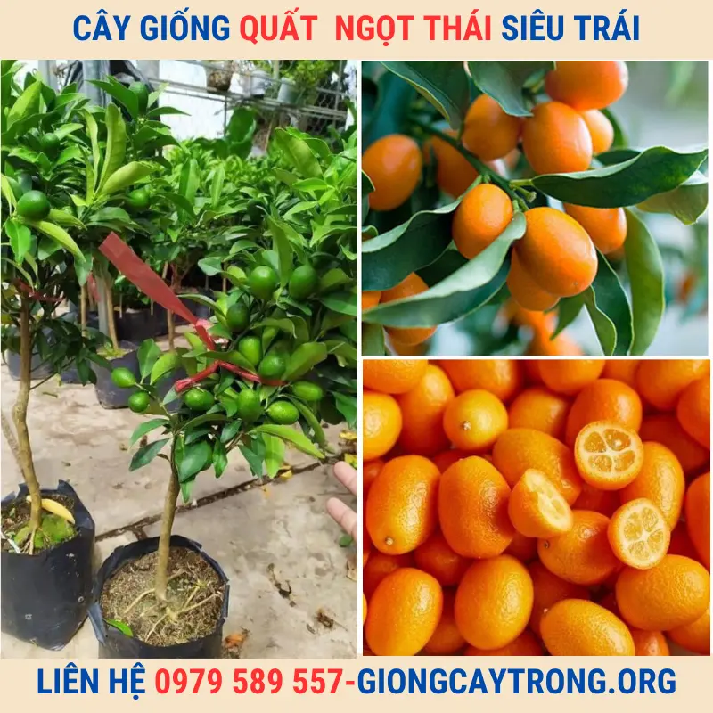 Giống Chuẩn - Cây Giống Quất Ngọt Thái ( Tắc Mỹ- Tắc Thái) Cho Quả Quanh Năm. Giao Toàn Quốc Có Bảo Hành