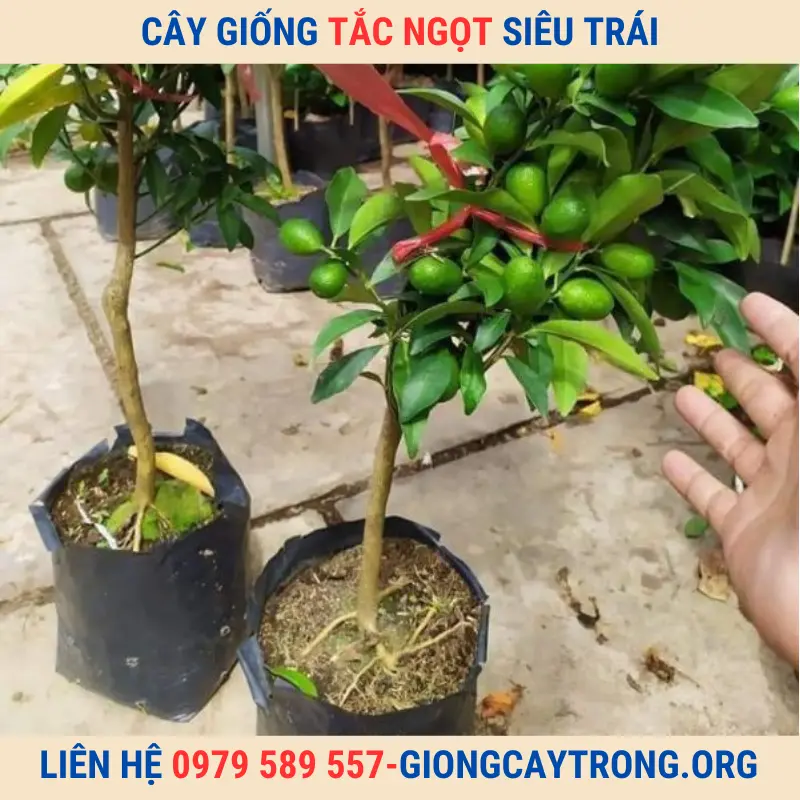 Giống Chuẩn - Cây Giống Quất Ngọt Thái ( Tắc Mỹ- Tắc Thái) Cho Quả Quanh Năm. Giao Toàn Quốc Có Bảo Hành