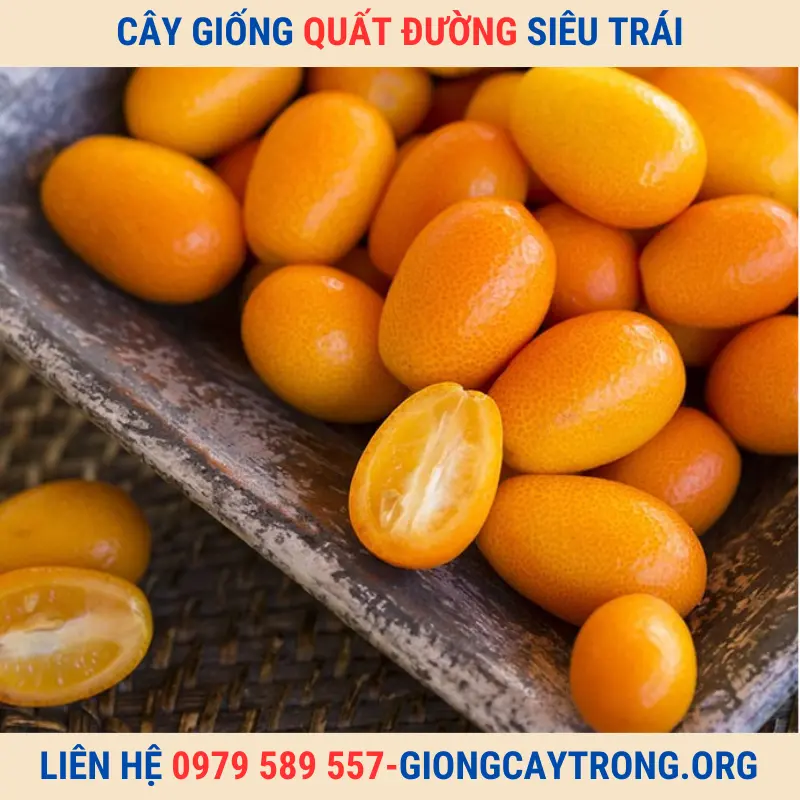 Giống Chuẩn - Cây Giống Quất Ngọt Thái ( Tắc Mỹ- Tắc Thái) Cho Quả Quanh Năm. Giao Toàn Quốc Có Bảo Hành