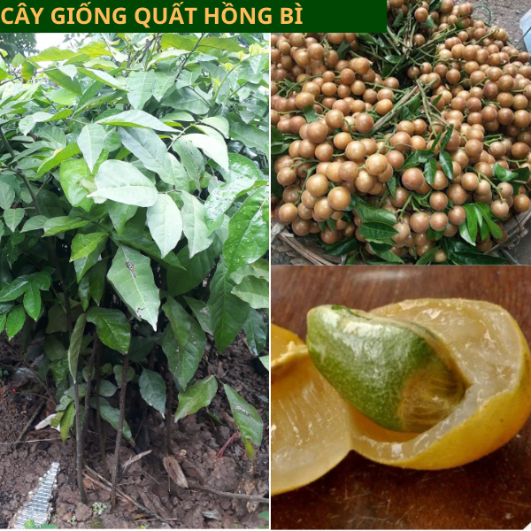 Cây giống quất hồng bì - giống chuẩn dễ trồng