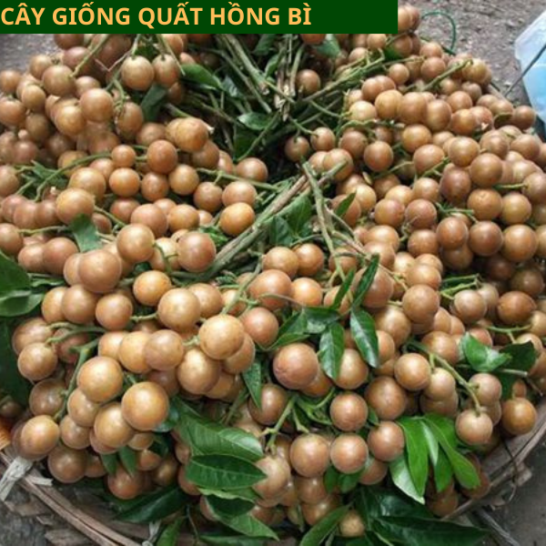 Cây giống quất hồng bì - giống chuẩn dễ trồng