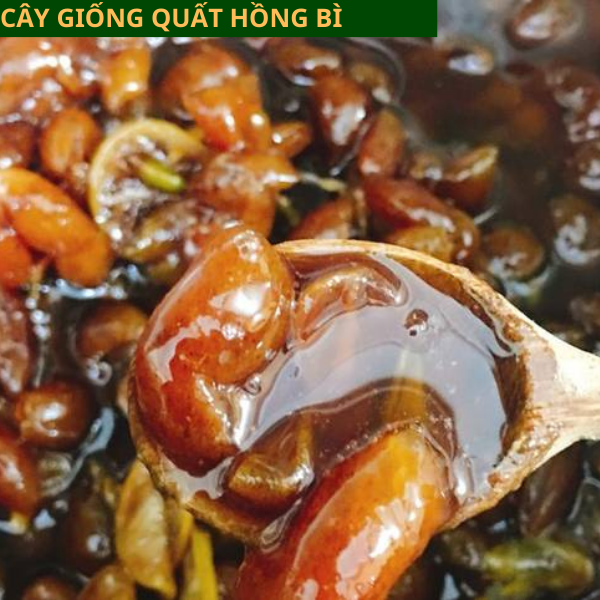 Cây giống quất hồng bì - giống chuẩn dễ trồng