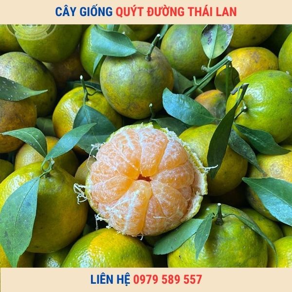 Cây giống quít Thái Lan-Hướng dẫn quy trình trồng quýt thái hiệu quả