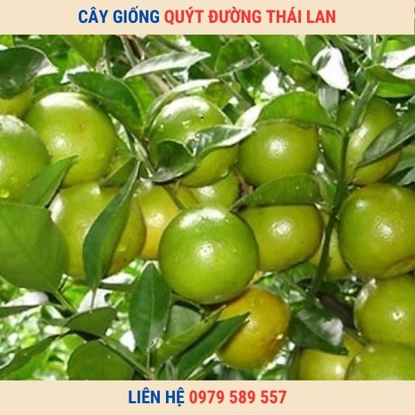 Cây giống quít Thái Lan-Hướng dẫn quy trình trồng quýt thái hiệu quả