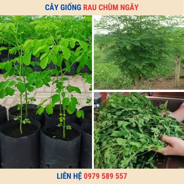 Cây giống rau chùm ngây cách trồng và chắm sóc