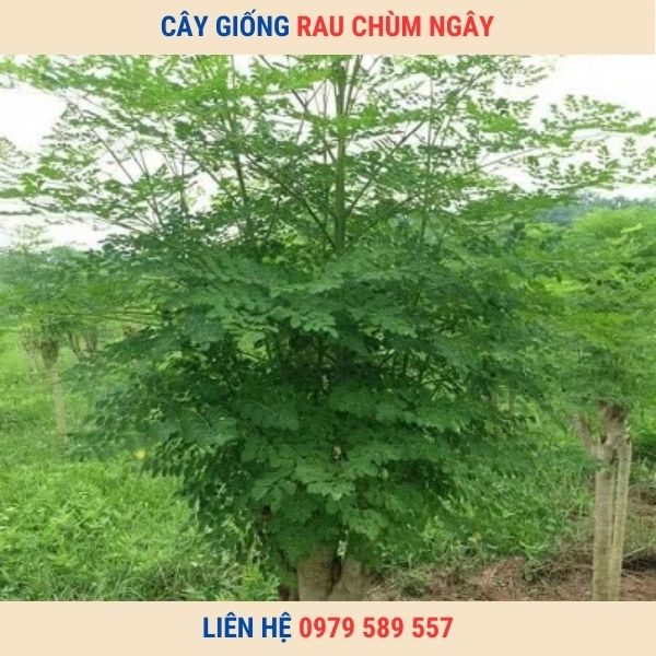 Cây giống rau chùm ngây cách trồng và chắm sóc
