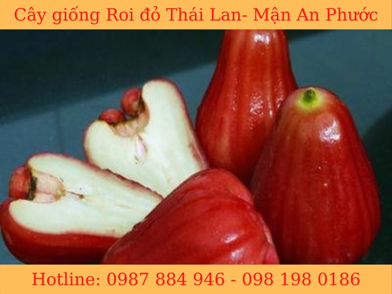 Cây Giống Roi Đỏ Thái Lan-Không Hạt - Mận Đỏ An Phước