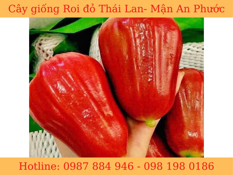 Cây Giống Roi Đỏ Thái Lan-Không Hạt - Mận Đỏ An Phước