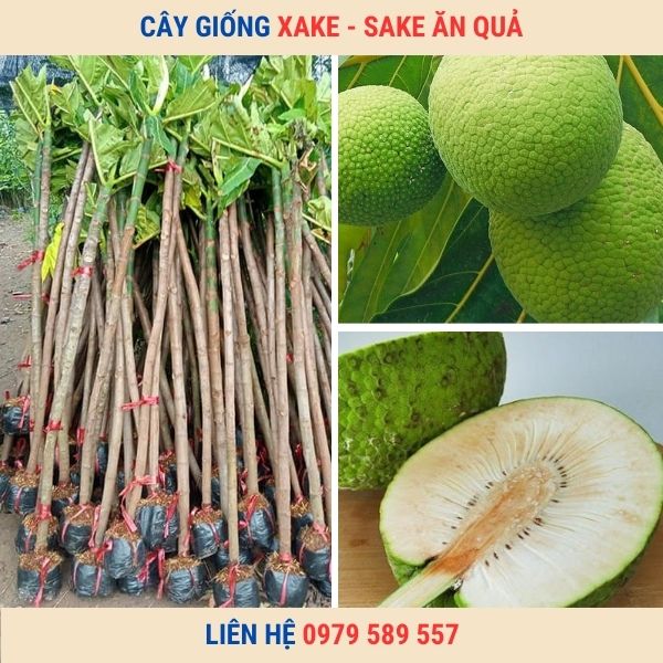 Giống Cây SaKê - Cây giống Học Viện Nông Nghiệp