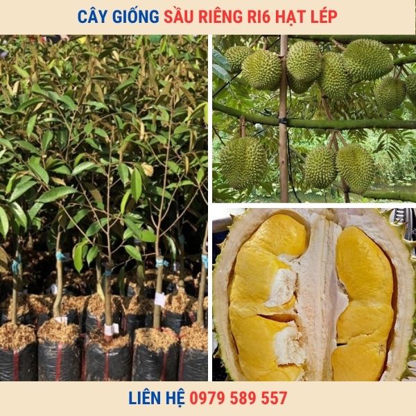 Cây giống sầu riêng | Giống Ri6 cơm vàng hạt lép