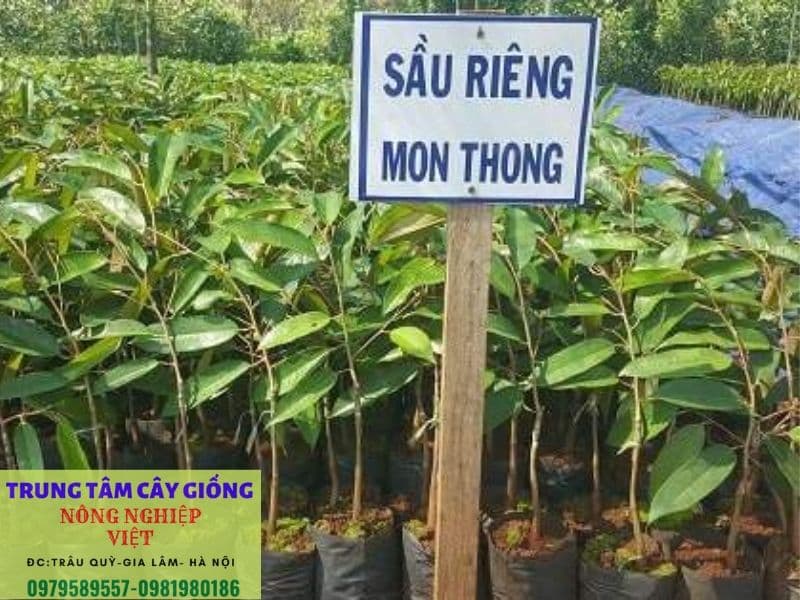 cay giong sau rieng monthong